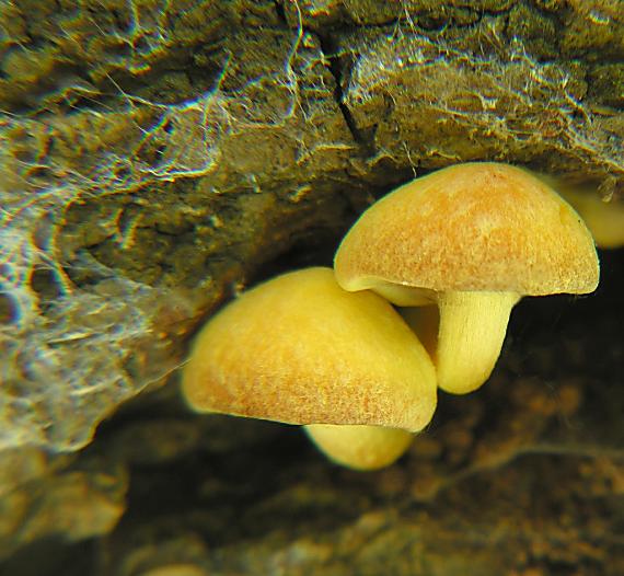 strapcovka zväzkovitá/Třepenitka svazčitá Hypholoma fasciculare (Huds.) P. Kumm.