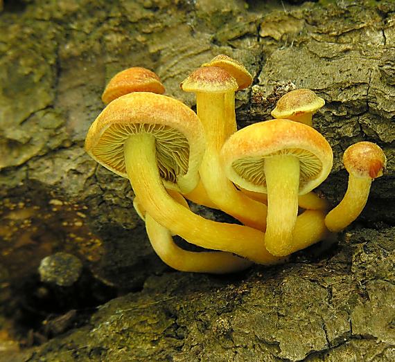 strapcovka zväzkovitá/Třepenitka svazčitá Hypholoma fasciculare (Huds.) P. Kumm.