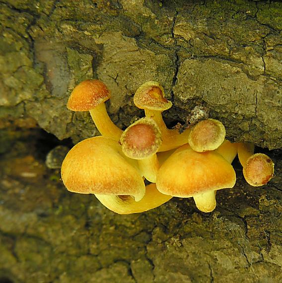 strapcovka zväzkovitá/Třepenitka svazčitá Hypholoma fasciculare (Huds.) P. Kumm.