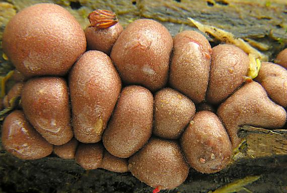 vlčinka červená/Vlčí mléko červené Lycogala epidendrum (J.C. Buxb. ex L.) Fr.