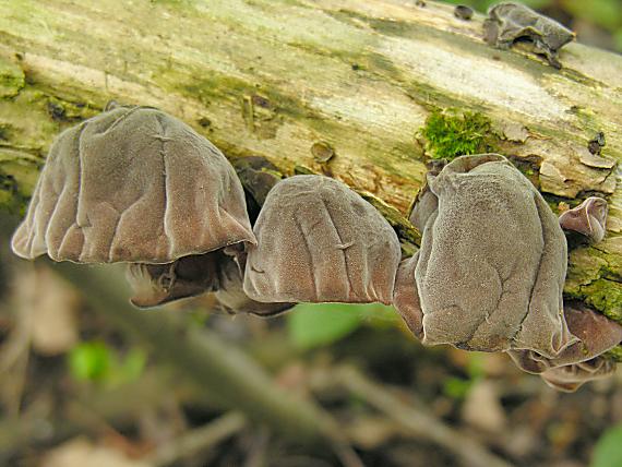 uchovec bazový/Boltcovitka ucho Jidášovo Auricularia auricula-judae (Bull.) Quél.