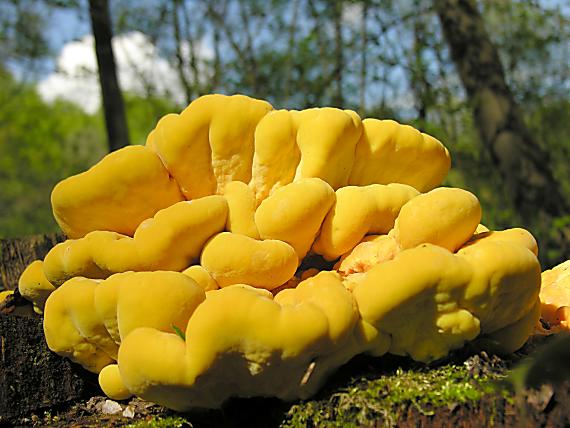 sírovec obyčajný/Sírovec žlutooranžový Laetiporus sulphureus (Bull.) Murrill