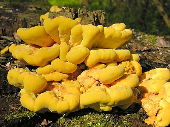 sírovec obyčajný/Sírovec žlutooranžový Laetiporus sulphureus (Bull.) Murrill