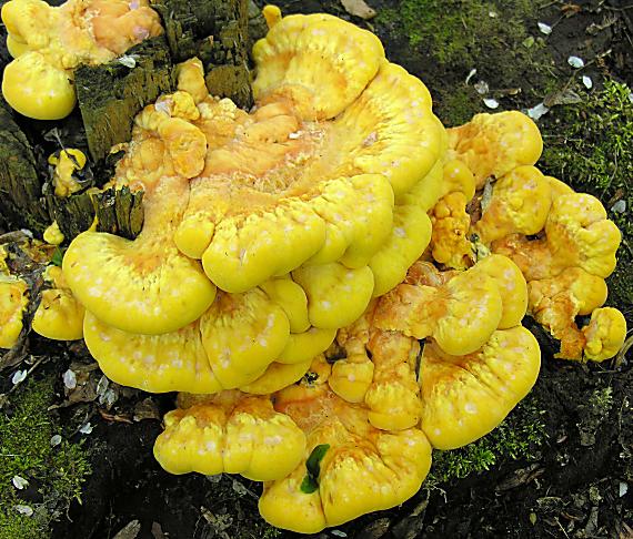 sírovec obyčajný/Sírovec žlutooranžový Laetiporus sulphureus (Bull.) Murrill