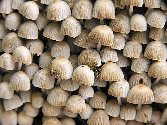 hnojník rozsiaty Coprinellus disseminatus (Pers.) J.E. Lange