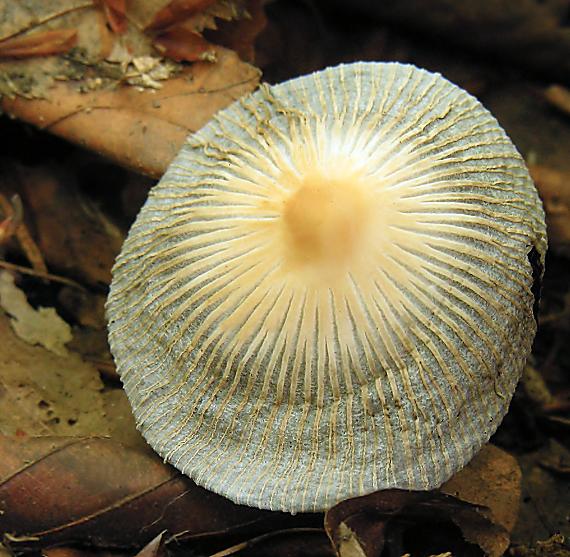 hnojník blanitý Coprinellus xanthothrix (Romagn.) Vilgalys, Hopple & Jacq. Johnson