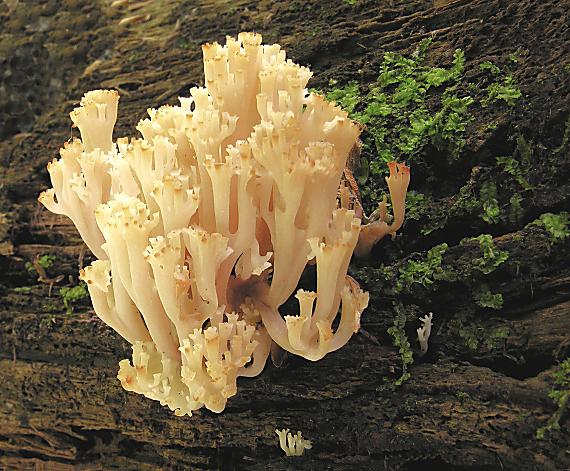 korunovec svietnikovitý / Korunokyjka svícnovitá Artomyces pyxidatus (Pers.) Jülich