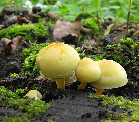 strapcovka zväzkovitá/Třepenitka svazčitá Hypholoma fasciculare (Huds.) P. Kumm.