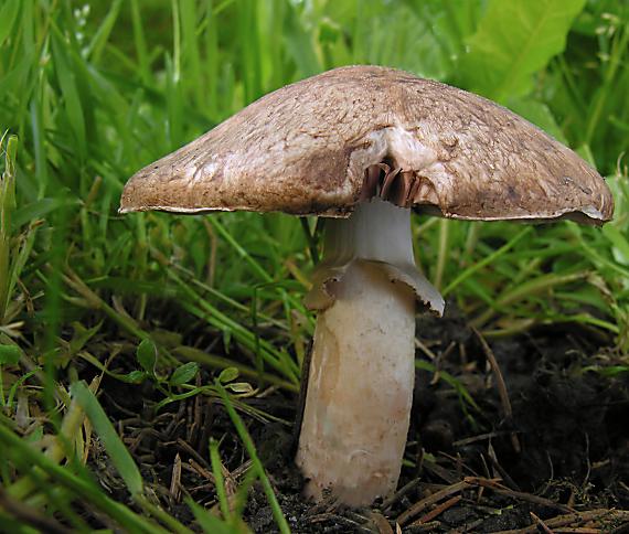 pečiarka parenisková Agaricus subperonatus (J.E. Lange) Singer