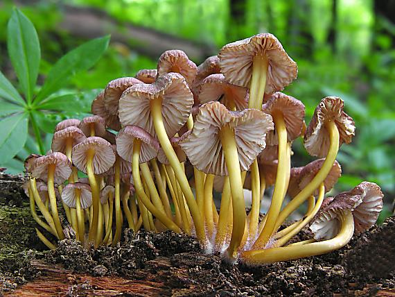 prilbička žltohlúbiková/Helmovka žlutonohá Mycena renati Quél.