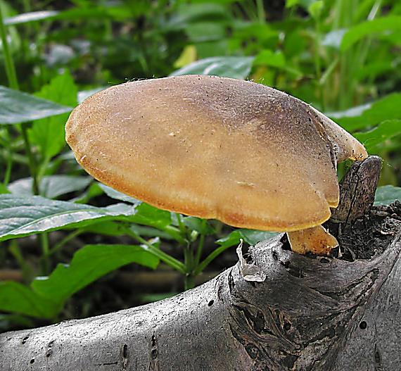 trúdnik strapkatý/Choroš zimní Lentinus substrictus (Bolton) Zmitr. & Kovalenko