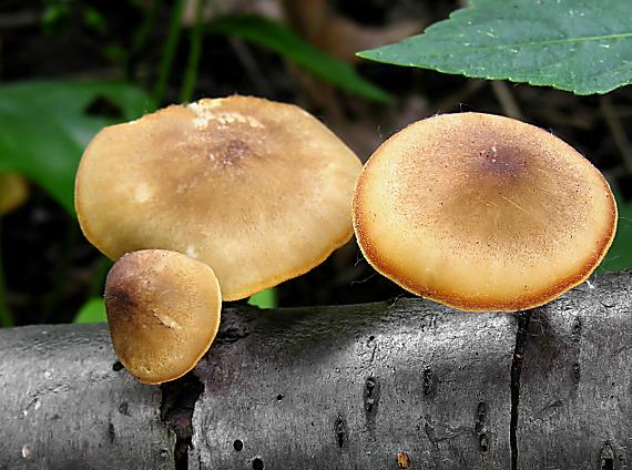 trúdnik strapkatý/Choroš zimní Lentinus substrictus (Bolton) Zmitr. & Kovalenko