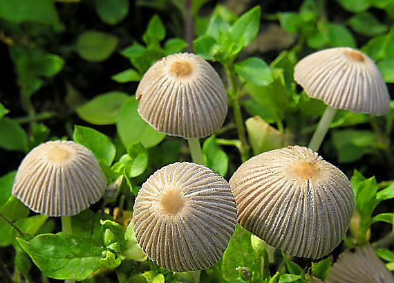 drobuľka malá/Křehutka trpasličí ? Psathyrella pygmaea ?