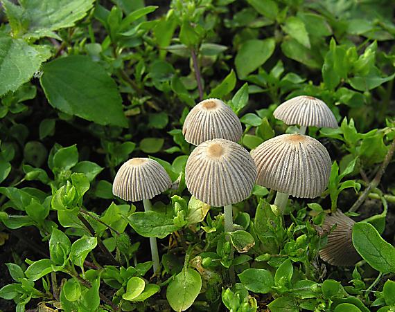 drobuľka malá/Křehutka trpasličí ? Psathyrella pygmaea ?