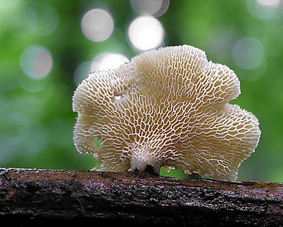 trúdnik veľkopórový/Choroš voštinovitý Neofavolus alveolaris (DC.) Sotome & T. Hatt.