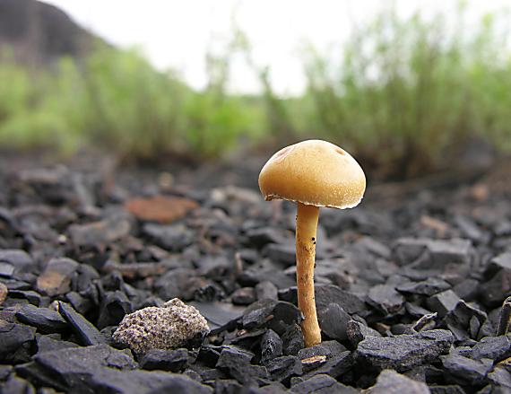 poľnička polguľovitá/Polnička polokulovitá ?? Agrocybe semiorbicularis ??