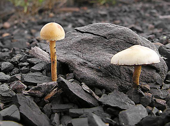 poľnička polguľovitá/Polnička polokulovitá ?? Agrocybe semiorbicularis ??