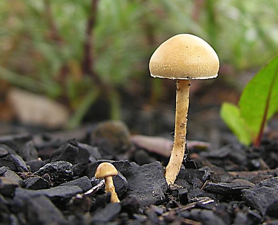 poľnička polguľovitá/Polnička polokulovitá ?? Agrocybe semiorbicularis ??