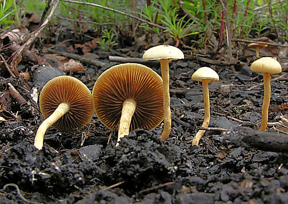 poľnička polguľovitá/Polnička polokulovitá ?? Agrocybe semiorbicularis ??