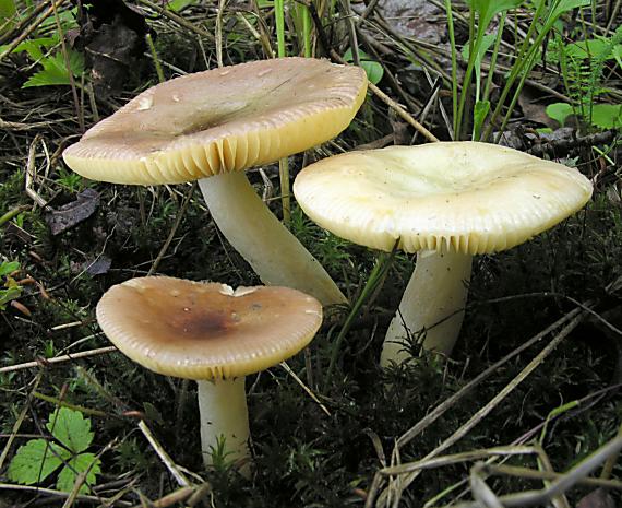 plávka dievčenská/Holubinka dívčí ? Russula puellaris ?