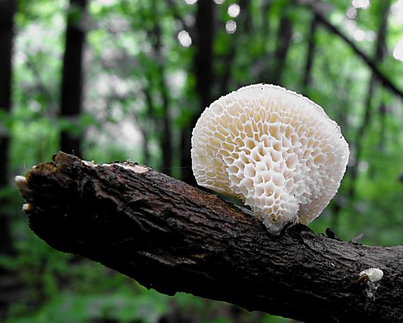 trúdnik veľkopórový/Choroš voštinovitý Neofavolus alveolaris (DC.) Sotome & T. Hatt.