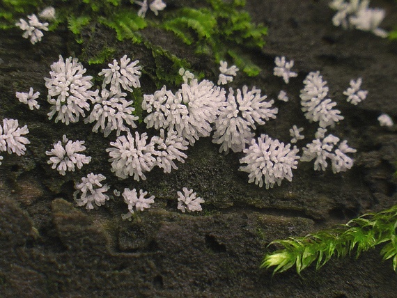 rohačka kríčkovitá/Válečkovka keříčkovitá Ceratiomyxa fruticulosa var. fruticulosa (O.F. Müll.) T. Macbr