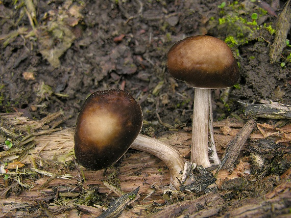 štítovka jelenia/Štítovka jelení Pluteus cervinus (Schaeff.) P. Kumm.