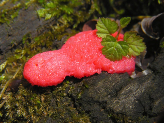 zlepníček jahodovitý - Rournatka rezavá Tubifera ferruginosa (Batsch) J.F. Gmel.