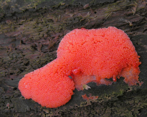 zlepníček jahodovitý - Rournatka rezavá Tubifera ferruginosa (Batsch) J.F. Gmel.