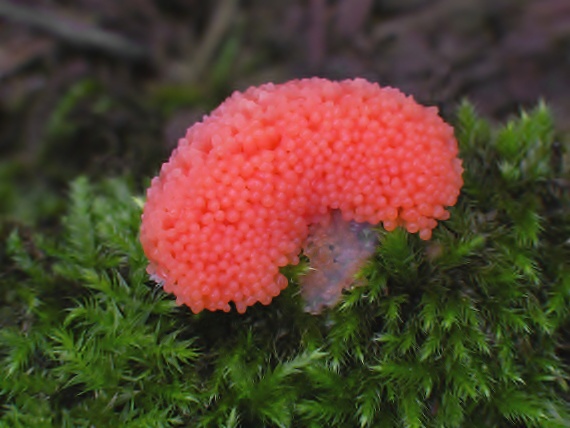 zlepníček jahodovitý - Rournatka rezavá Tubifera ferruginosa (Batsch) J.F. Gmel.