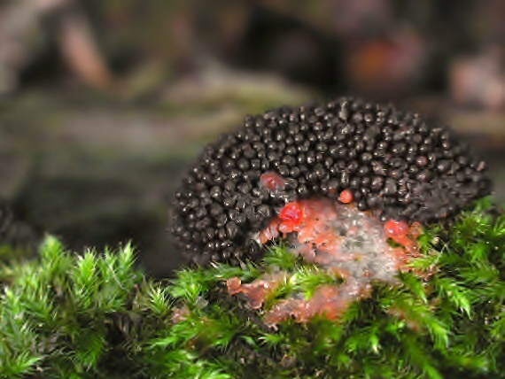 zlepníček jahodovitý - Rournatka rezavá Tubifera ferruginosa (Batsch) J.F. Gmel.