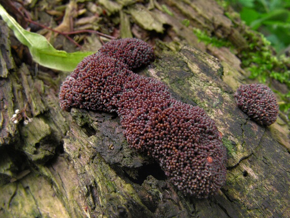 zlepníček jahodovitý - Rournatka rezavá Tubifera ferruginosa (Batsch) J.F. Gmel.