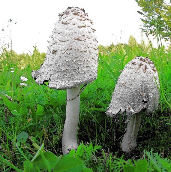 hnojník obyčajný/Hnojník obecný Coprinus comatus (O.F. Müll.) Pers.