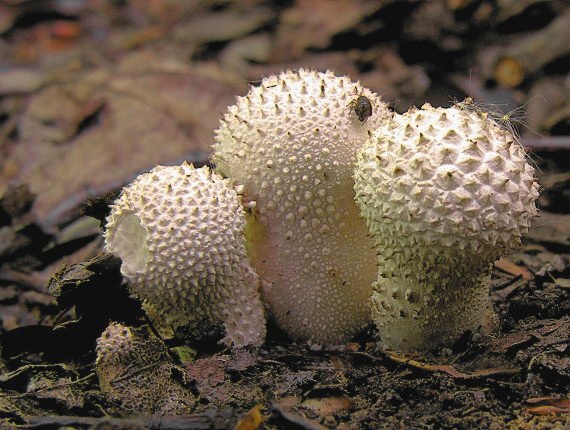 prášnica bradavičnatá/Pýchavka obecná Lycoperdon perlatum Pers.