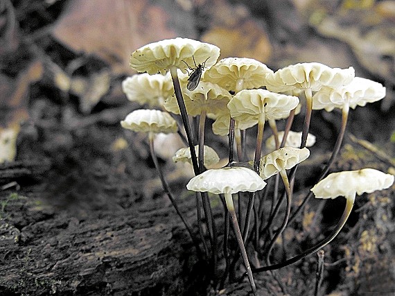 tanečnica golieriková/Špička kolovitá Marasmius rotula (Scop.) Fr.