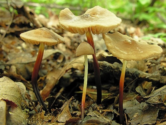 tanečnica rohovinová/ Špička rohonohá