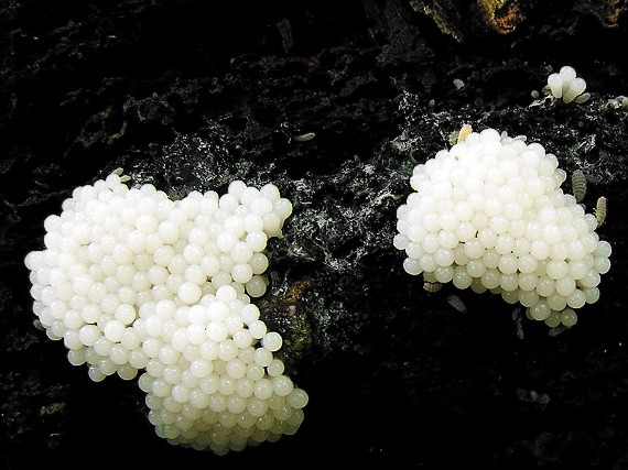 slizovka Myxomycetes