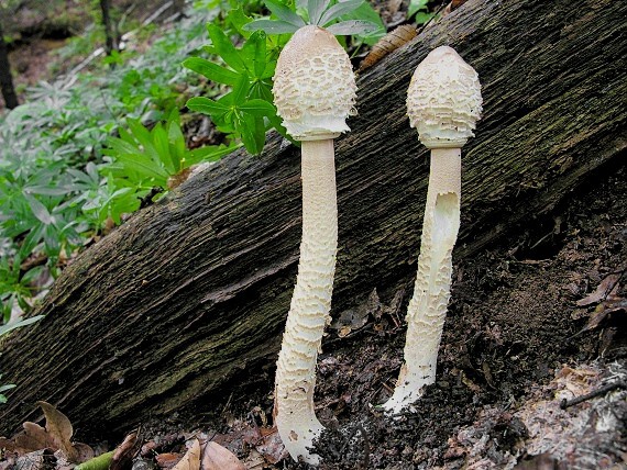 bedľa vysoká/Bedla vysoká Macrolepiota procera (Scop.) Singer