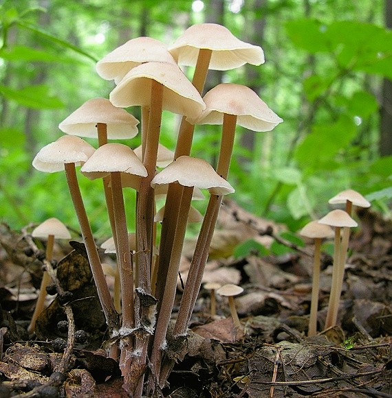 peniazovka trsovitá/Penízovka splývavá Gymnopus confluens (Pers.) Antonín, Halling & Noordel.