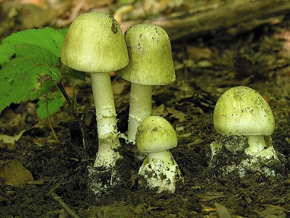 muchotrávka zelená / Muchomůrka zelená Amanita phalloides (Vaill. ex Fr.) Link