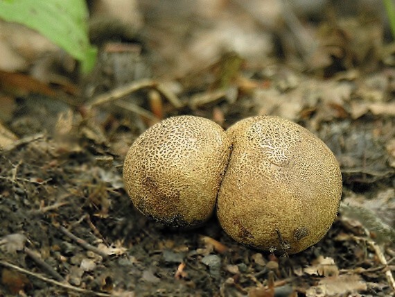 pestrec obyčajný/Pestřec obecný Scleroderma citrinum Pers.