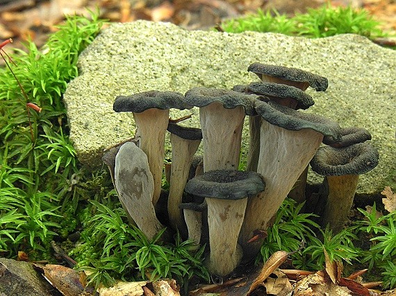 lievik trúbkovitý/Stroček trubkovitý Craterellus cornucopioides (L.) Pers.