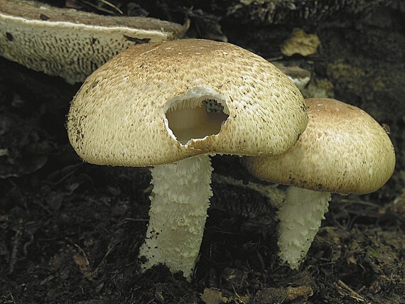 pečiarka obrovská/Pečárka císařská Agaricus augustus Fr.