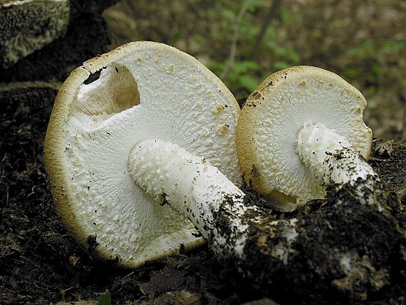 pečiarka obrovská/Pečárka císařská Agaricus augustus Fr.