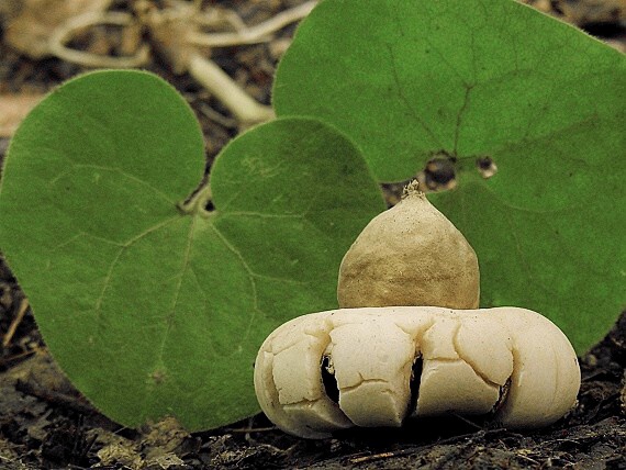 hviezdovka strapkatá/Hvězdovka brvitá Geastrum fimbriatum Fr.