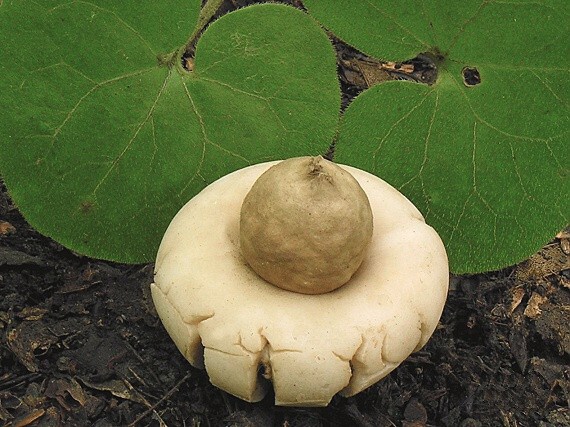 hviezdovka strapkatá/Hvězdovka brvitá Geastrum fimbriatum Fr.