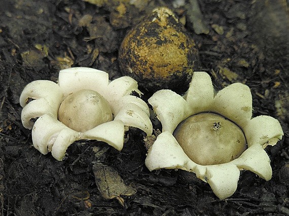 hviezdovka strapkatá/Hvězdovka brvitá Geastrum fimbriatum Fr.