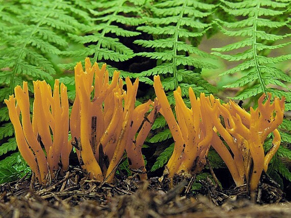 parôžkovec lepkavý/Krásnorůžek lepkavý Calocera viscosa (Pers.) Fr.