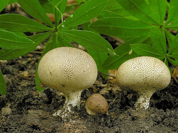 pestrec bradavičnatý/Pestřec bradavčitý Scleroderma verrucosum (Bull.) Pers.