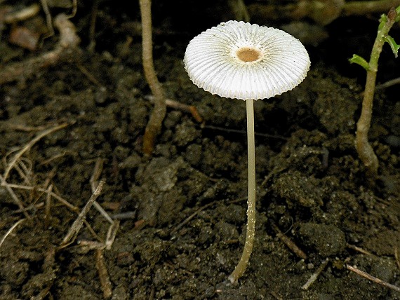 hnojník sivejúci Parasola lactea (A.H. Sm.) Redhead, Vilgalys & Hopple